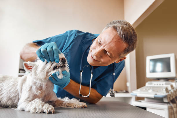 Best Emergency Dental Extractions in Keyser, WV